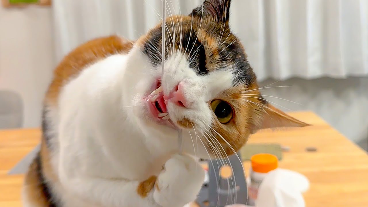 こんな顔してますがとっても喜んでいます。
