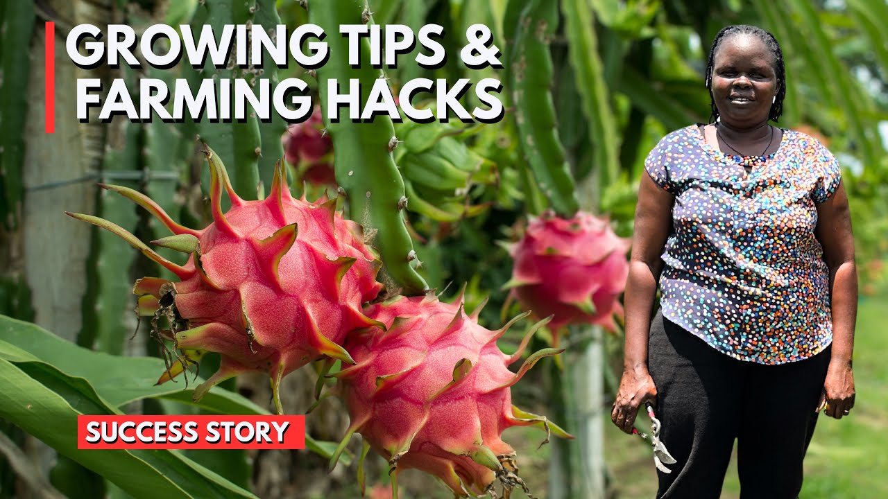 How She Started Dragon Fruit Farming in Uganda | Farming Success Story