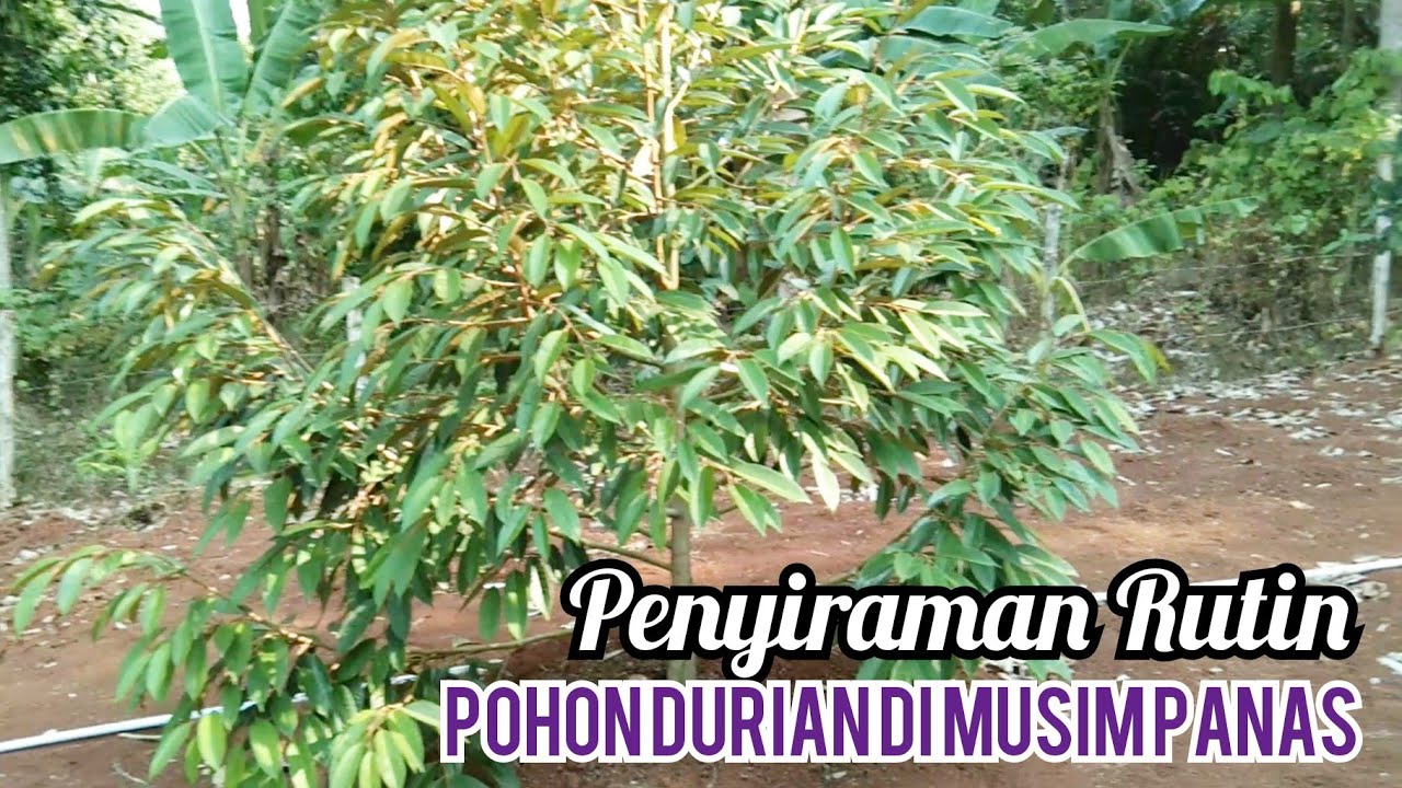 Perawatan Pohon Durian, Penyiraman Rutin di Musim Panas