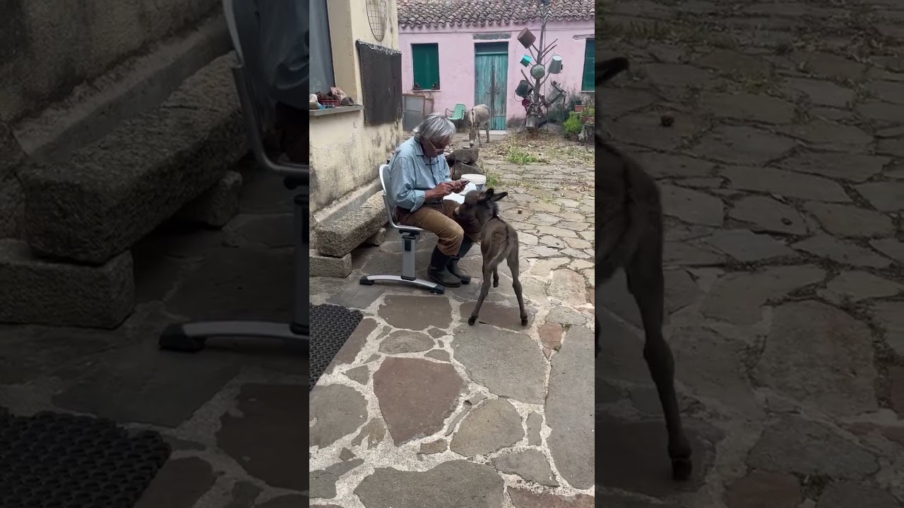 Relazione con l'asinella