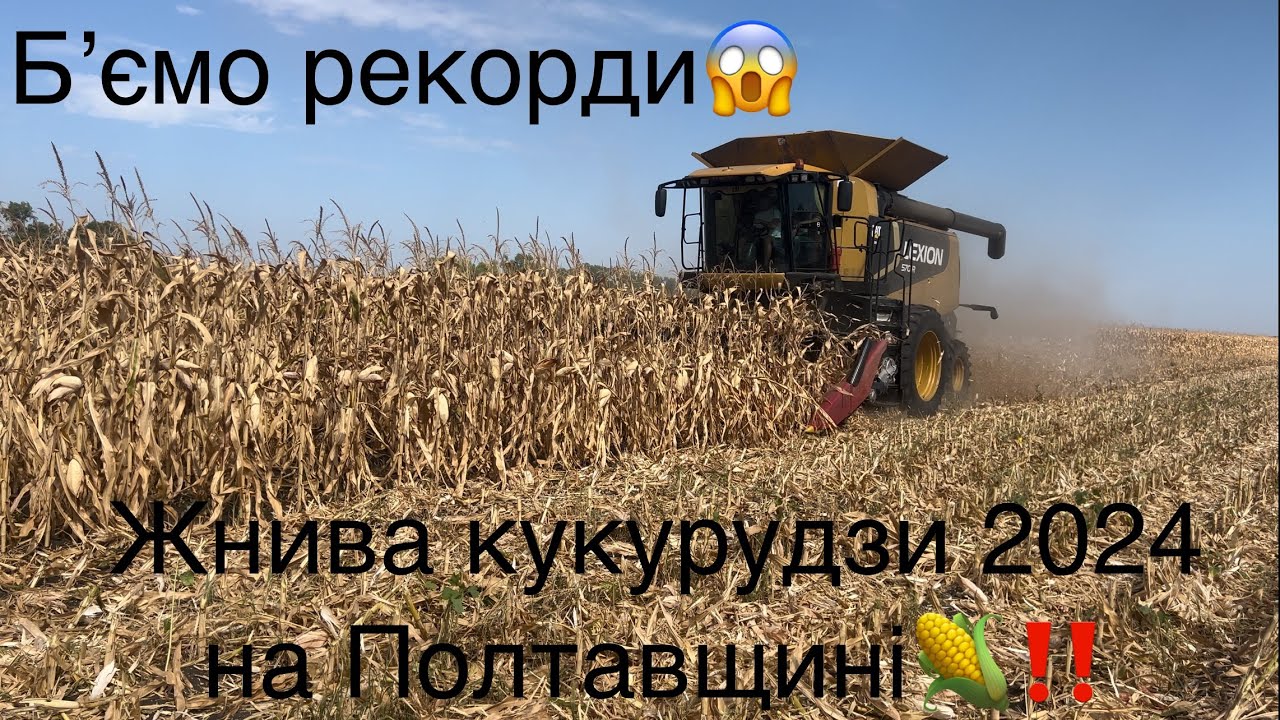 Жнива кукурудзи🌽 розпочато‼️ Такого врожаю ми ще не збирали😢 Кукурудза в засуху не сипе🤷🏻‍♂️