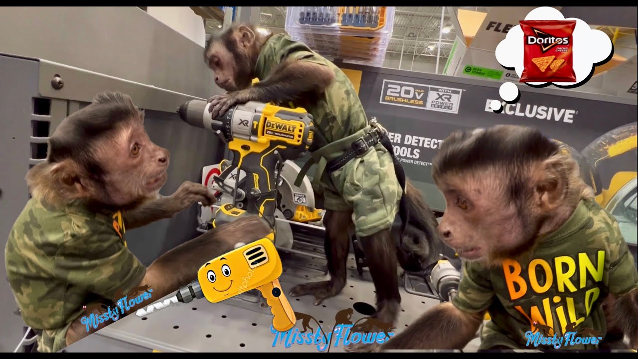 Monkey Toby goes to Lowes for a drill, some Doritos and makes new friends 😃😍❤️