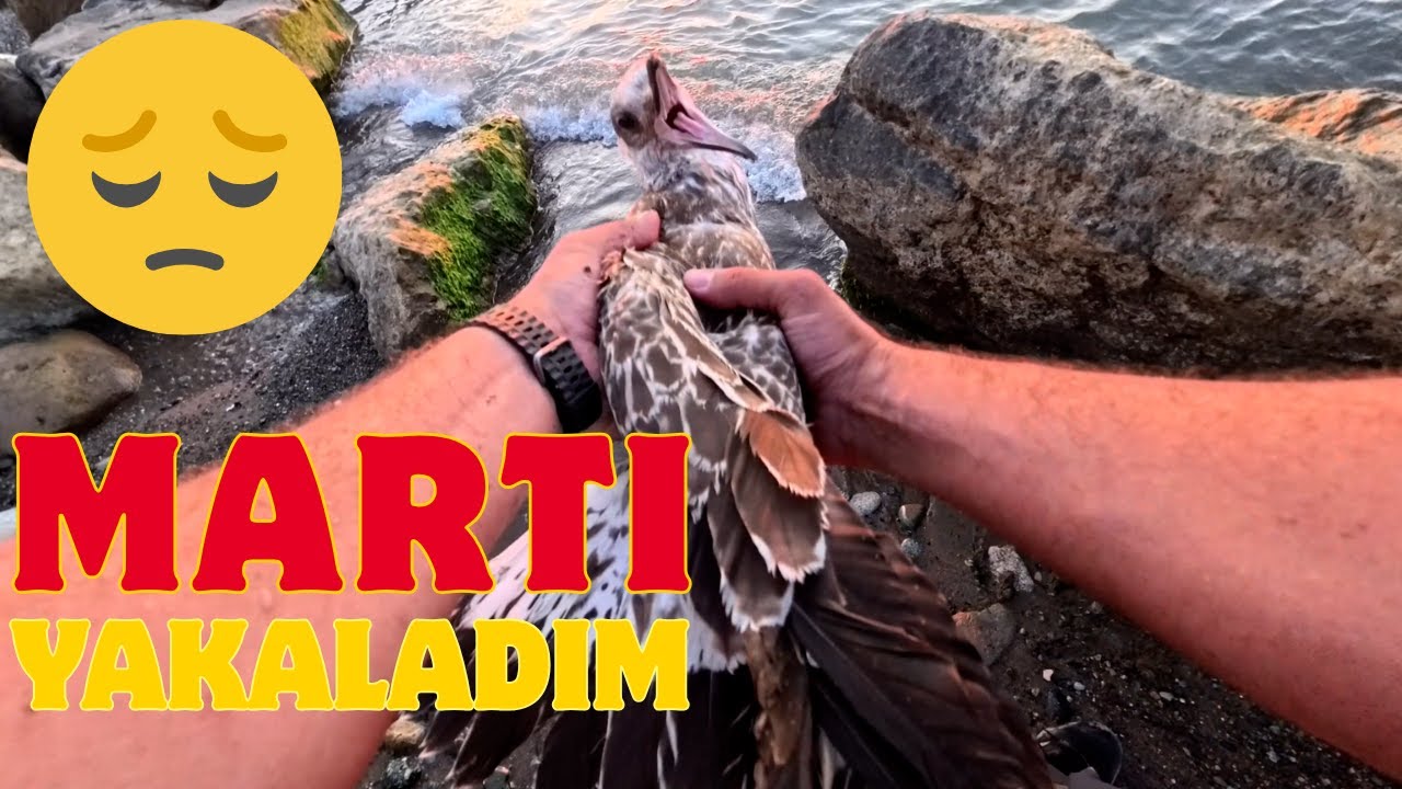 MARTI YAKALADIM şaka değil martı sahteme saldırdı