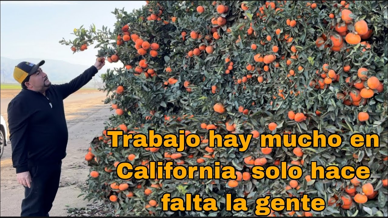 ESTA FRUTA ESTA ESPERANDO A LA GENTE CON VISA PERO  VA ESTAR DIFICIL POR TODO LO QUE ESTA PASANDO🇲🇽 