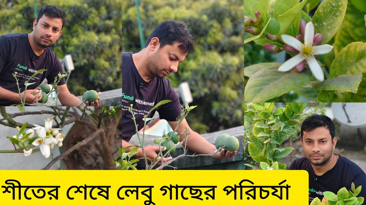 শীতের শেষে লেবু গাছের পরিচর্যা।। লেবু গাছে ফুল আসার পর কি কি পরিচর্যা করবেন ।।