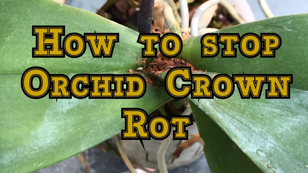 How to stop orchid crown rot: Orchid Crown Rot and How to Stop it