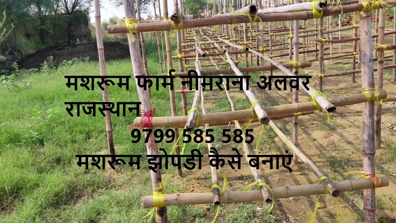 Mushroom AC Farm|| मशरूम झोपडी कैसे बनाएं  || || #mushroom