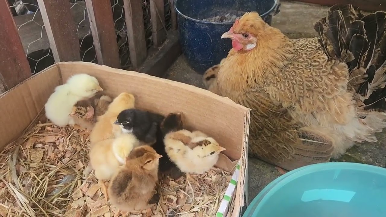 ¡¡Muchísimos nuevos integrantes a mi Granja Soñada 😍!!