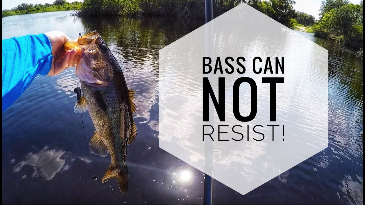 Gambler Lures Fat Ace Is Large Mouth Bass Candy!