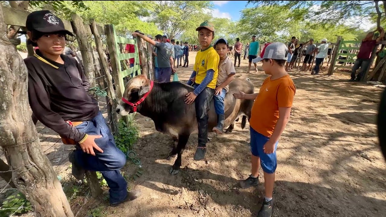 FEIRA DE GADO EM ALTINHO-PE DIA 07/03/2026#nordeste 