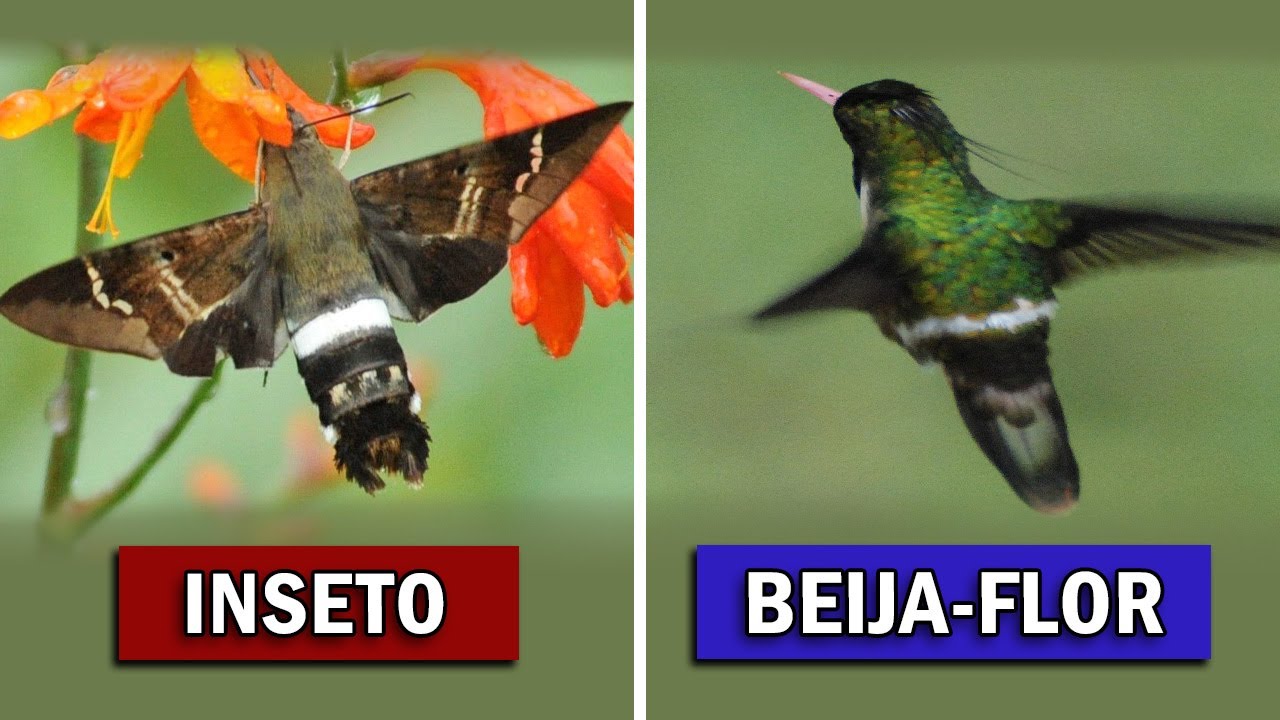 Inseto que IMITA BEIJA-FLORES para viver? Ornit&oacute;logo Responde #25