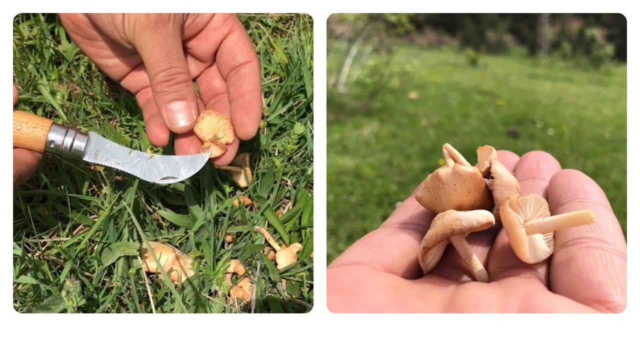 Mıhbaşı -Cincile -Cücüle Mantarı (Marasmius oreades)