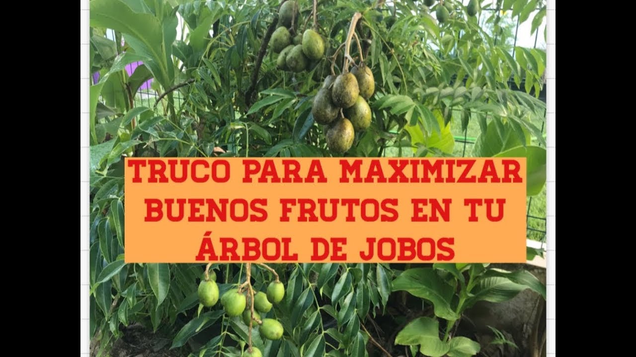 Cómo  Maximizar la Cosecha de Jobos