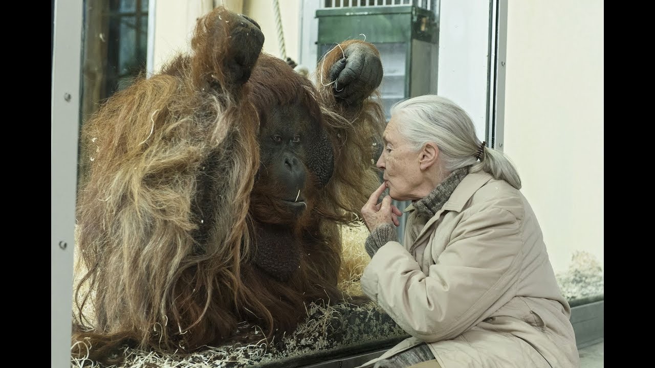 Jane Goodall im Tiergarten Schönbrunn