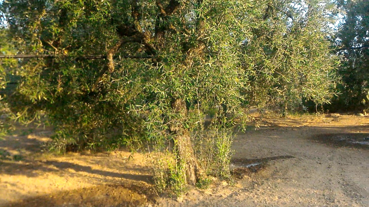 Impianto irrigazione olivo