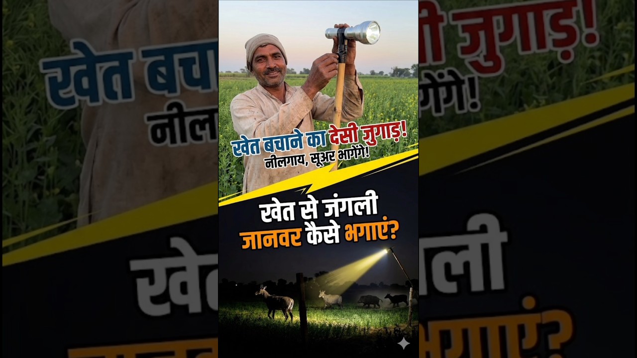 Amazing Torch Trick to Protect Crops from Nilgai & Wild Boar | Simple Farmer Jugaad #farming #shots