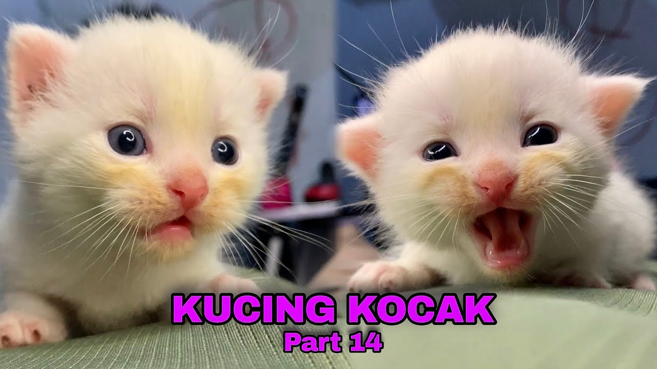 KOMPILASI ANAK KUCING LUCU KOCAK PART 14