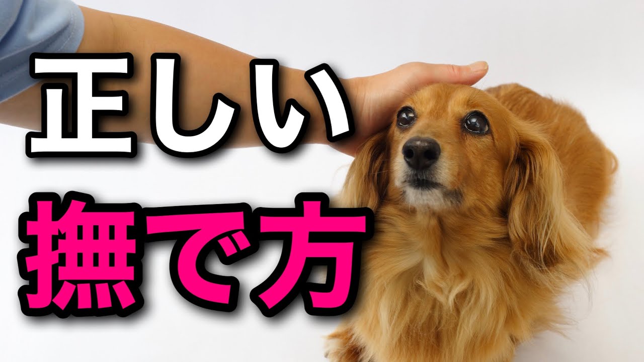 【犬の正しい撫で方】ってあるの？ペットショップ店長が解説します！