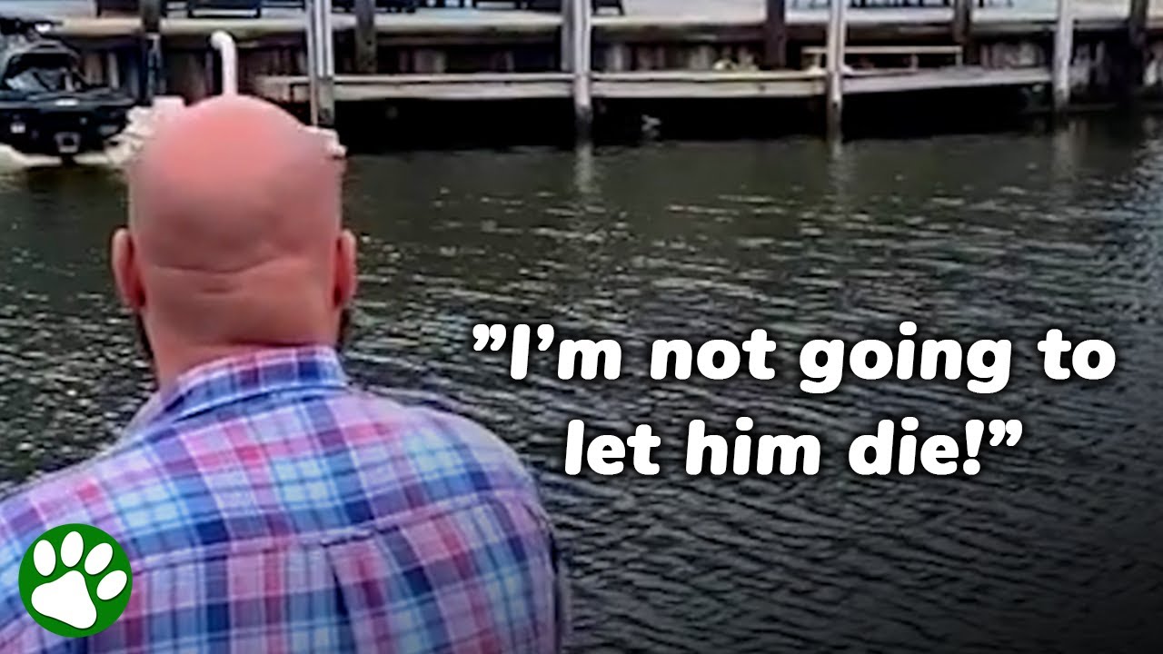 Hero swims after BABY DEER in trouble