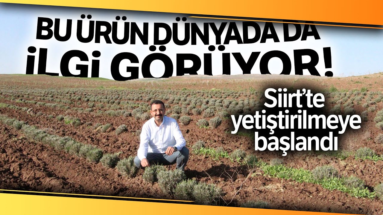 Bu Ürün Dünyada da İlgi Görüyor, Siirt’te Yetiştirilmeye Başlandı