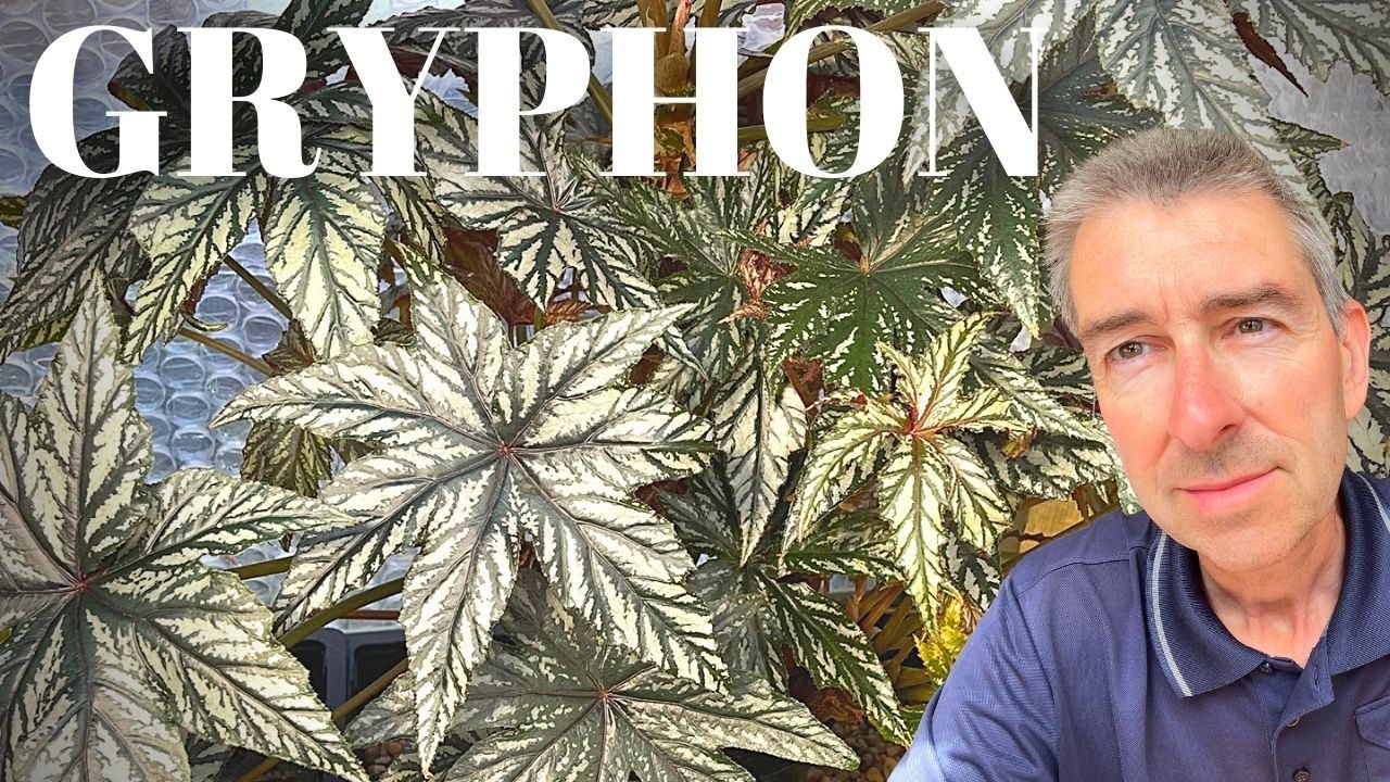 Begonia Gryphon (AKA Pegasus) | What I've learned after 3 years! 🧐