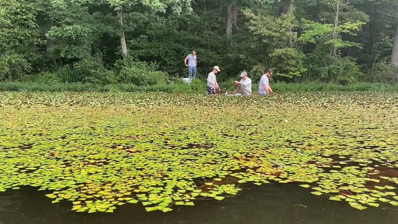 Invasive Water Chestnuts (2022)