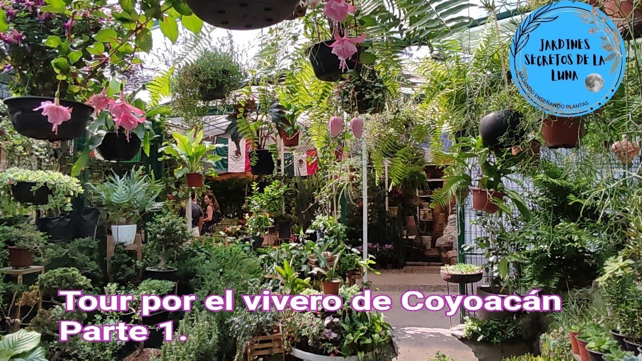 Tour por el vivero de Coyoacán Parte 1. Puras plantas hermosas❣️#tour #viveros #coyoacán #plantas