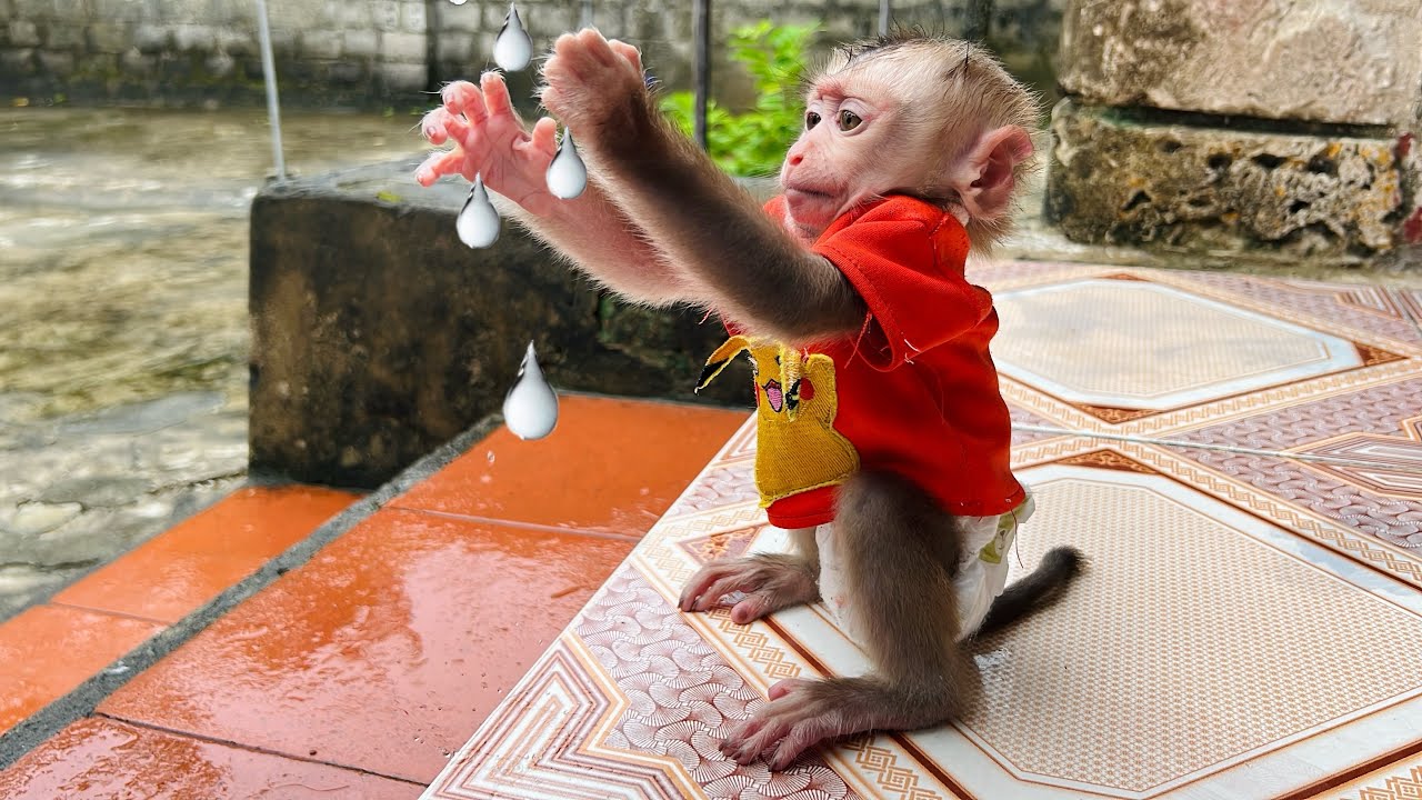 Baby monkey Tina plays in the rain when her mother is away
