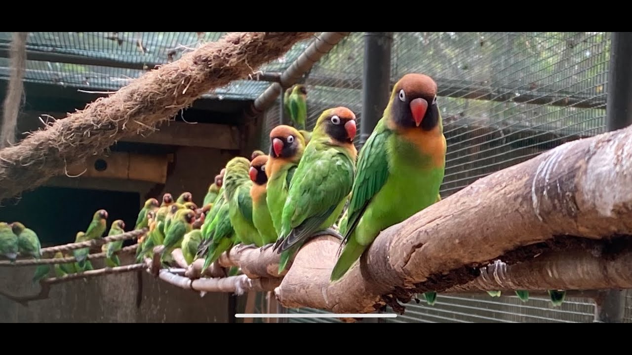 Casela Nature Park in Mauritius - 4K | Mauritius Explored - 2 Vlog | Yoshi's Den | Shot on iPhone