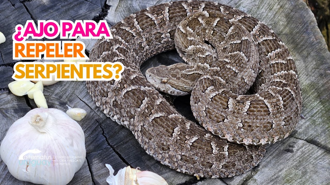 ¿Ajo para repeler o ahuyentar serpientes? 🧄