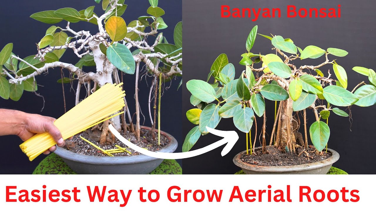 Aerial Roots on Banyan Bonsai Straw Method / Update