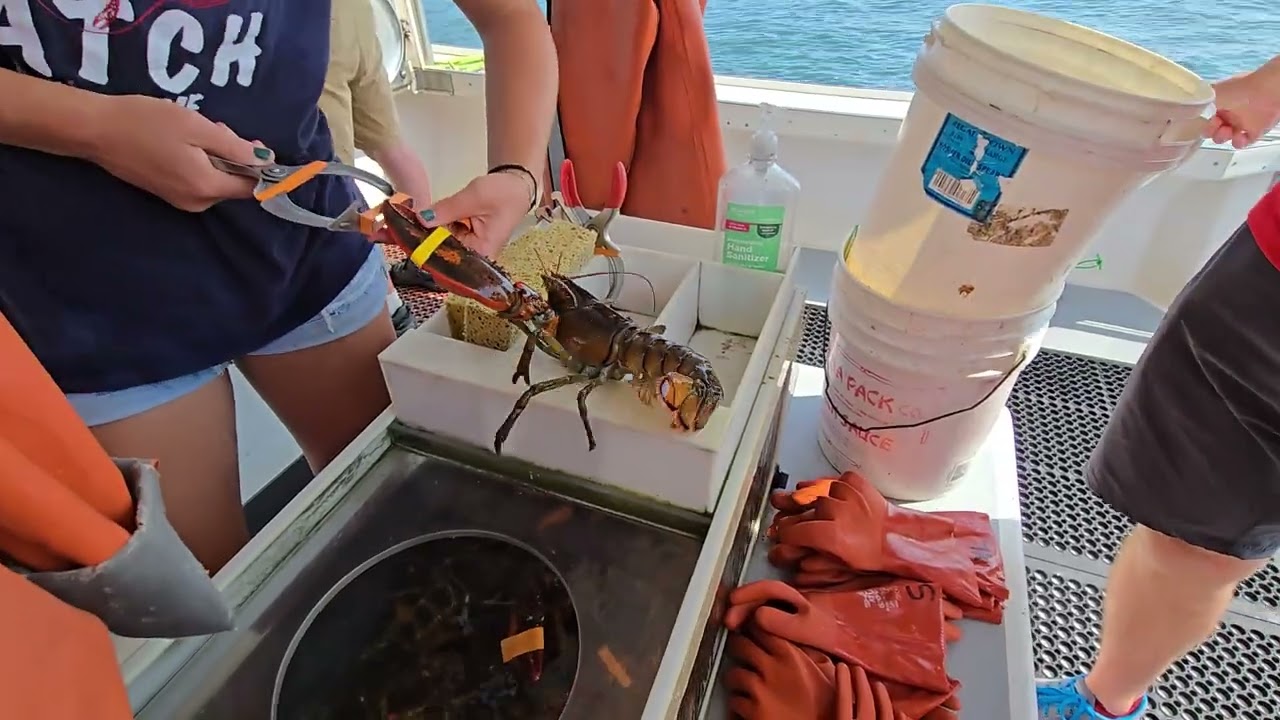 J5 - Selecting Lobster after Lobster Catching in Portland Maine - Lucky Catch - July 2025