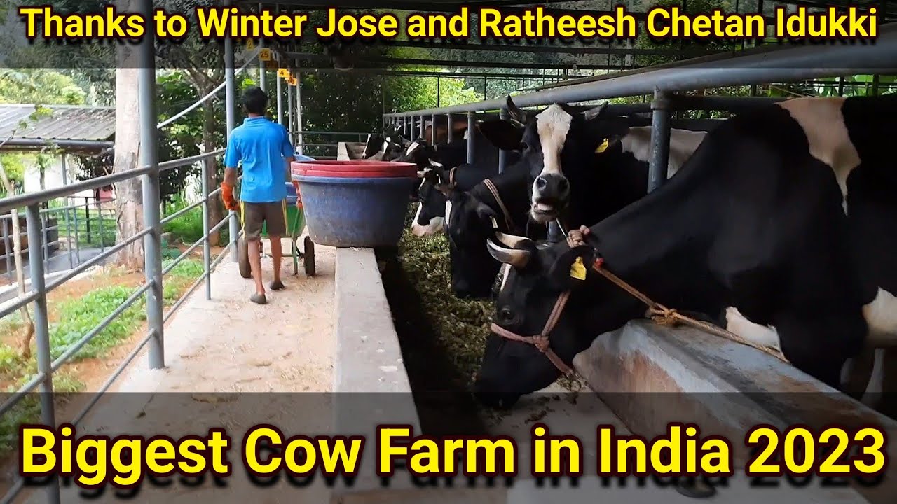 Biggest cow farm in India 2023 | Idukki District