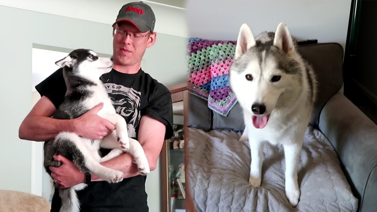 Husky Puppy is Growing so Fast!