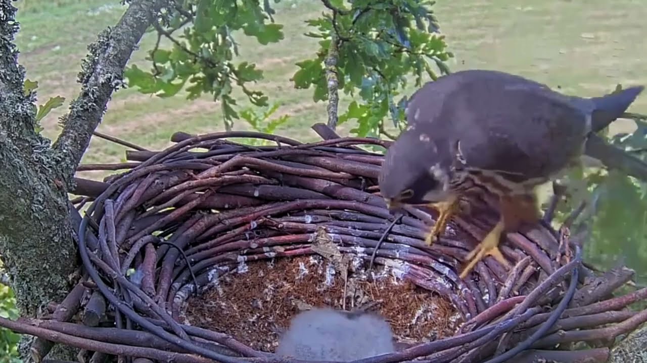 #falcon Cam4#49 Review baby birds in the nest - Dad and mother brings food to feed their chicks