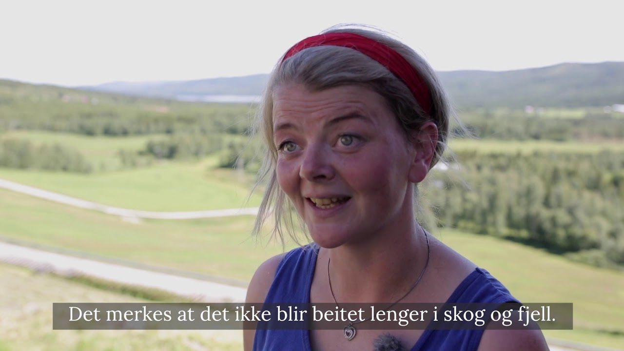 Skjøtsel av slåtteeng i Lierne sommeren 2018