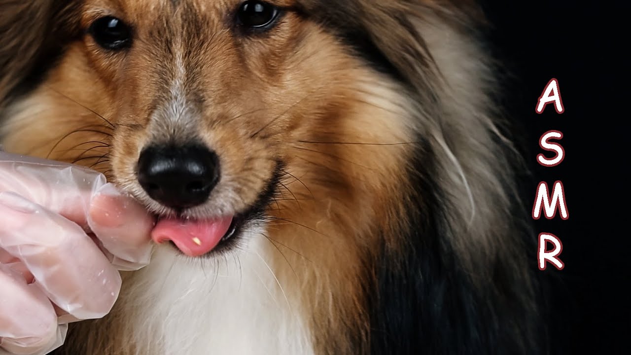 Crunchy ASMR Satisfying Eating Sounds 🐶Dog Eating Probiotic Pea Snack.