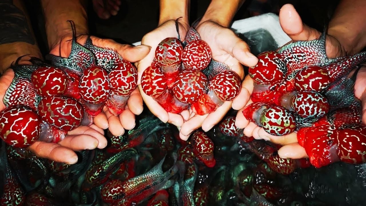 Most Beautiful Big Head Flowerhorn Cichlids | Best Flowerhorn Fish Farm