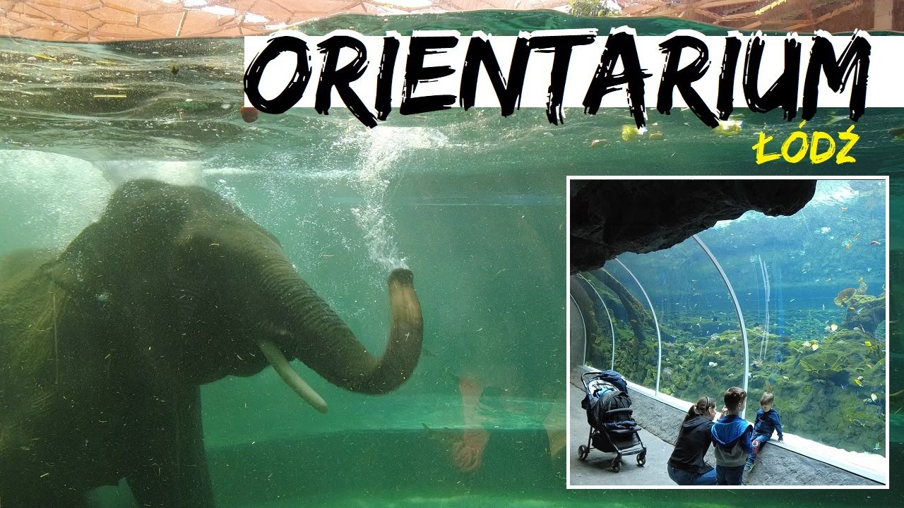 ORIENTARIUM ŁÓDŹ. ZOO w Łodzi - Kąpiel Słonia, Orangutany, Rekiny (#71)