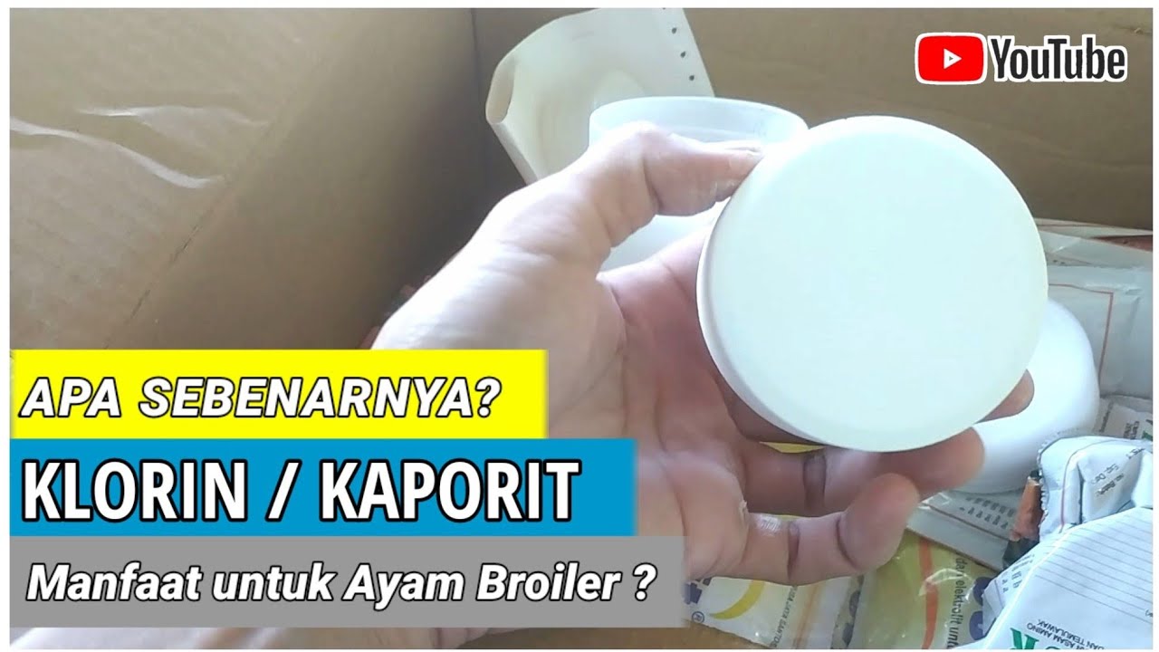 Cara beternak ayam broiler dengan pemberian Klorin agar pertumbuhan maksimal