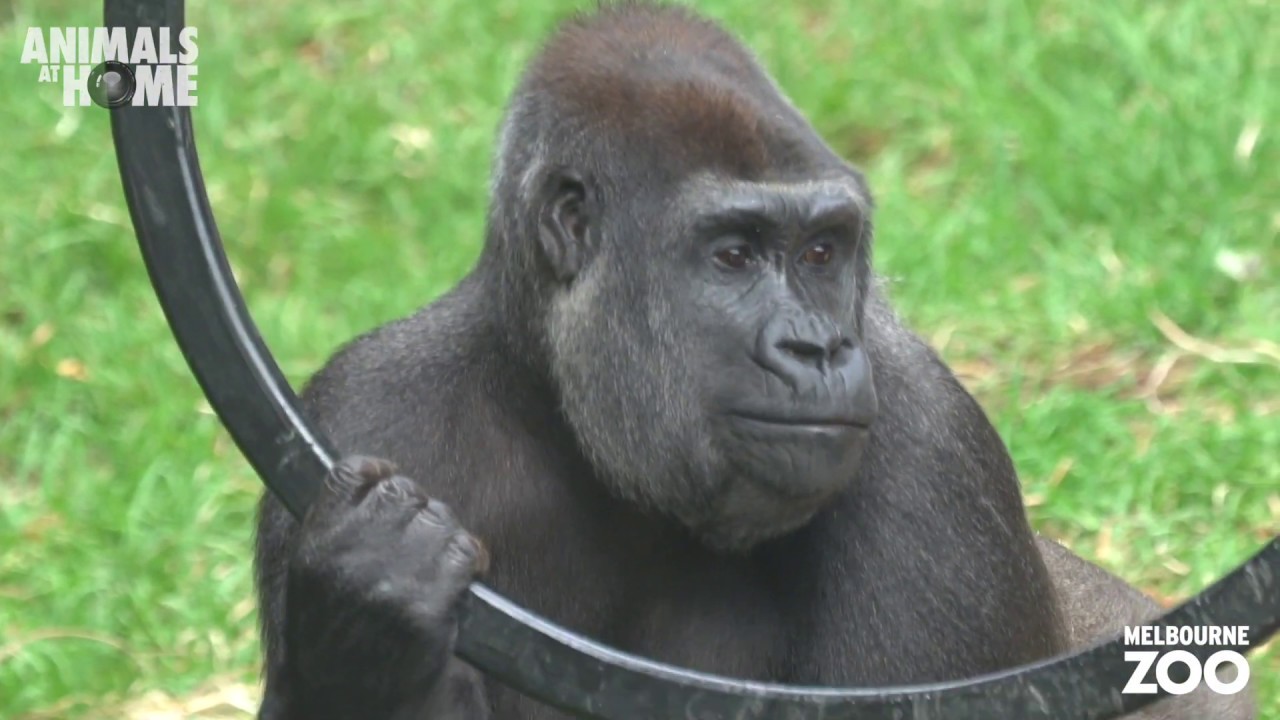 Gorilla keeper talk at Melbourne Zoo