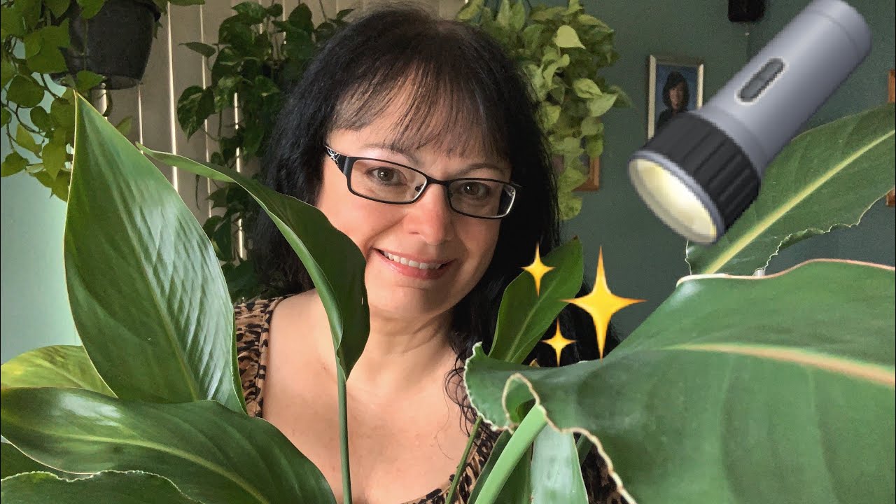 Houseplant Spotlight ✨🔦 Ep. 3 || White Bird Of Paradise || Characteristics + General Care