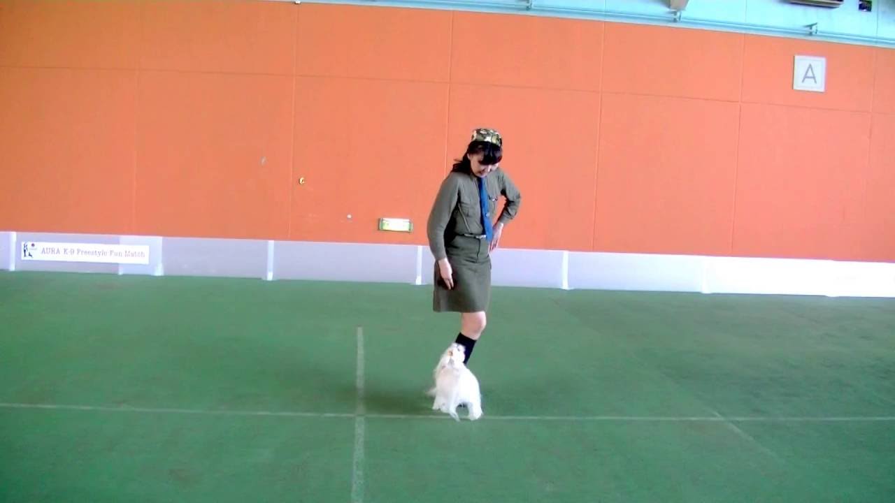 2016 Aura K-9 Freestyle Fun Match in Woof - Miu ( Maltese )