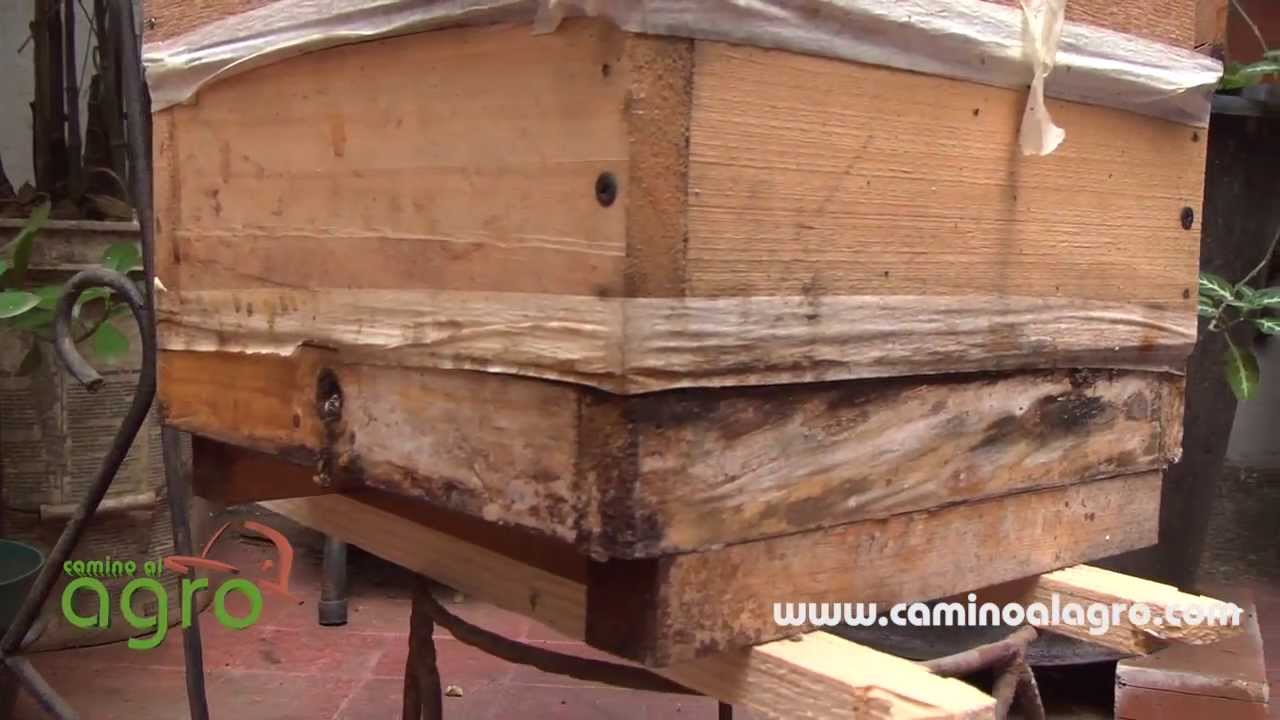 Como controlar mosca Foride (Phoridae) en meliponarios
