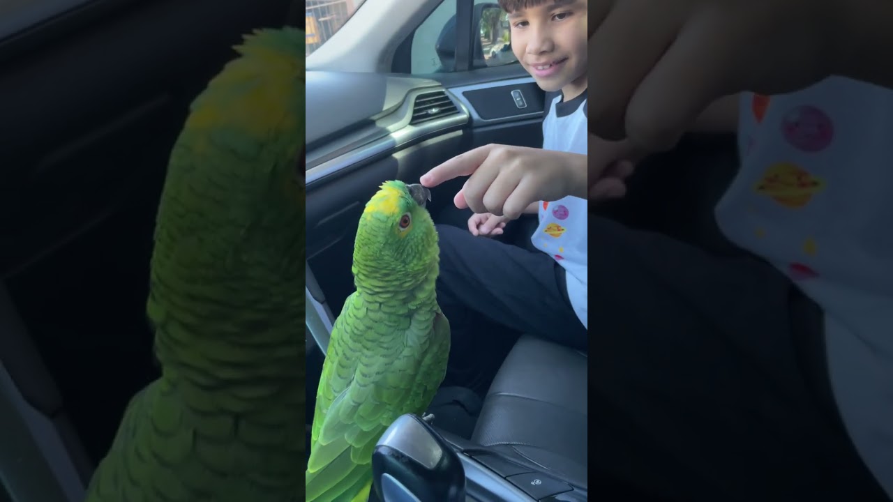 Com ciúmes do papai gente essa coisinha fofa 🦜🦜🫶🏻🫶🏻🫶🏻❤️❤️❤️😍😍
