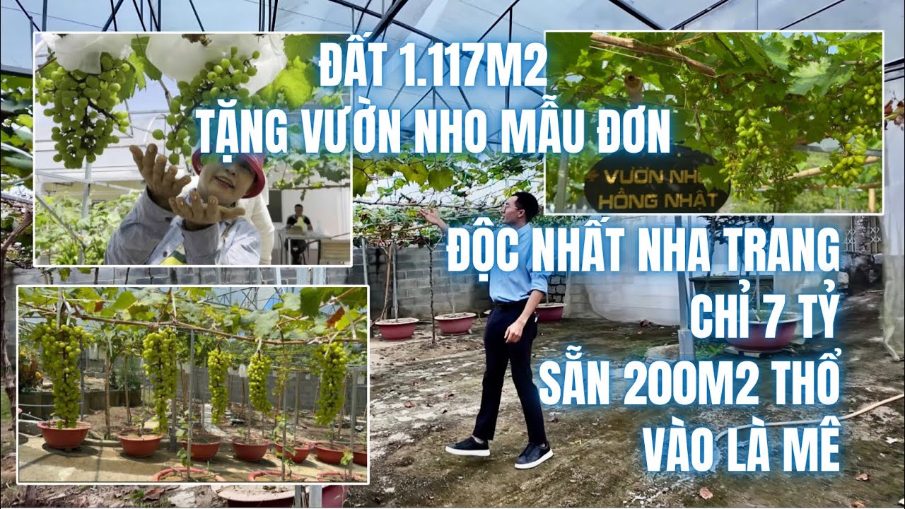 RẺ SỐC ! Bán Đất Tặng Nhà + VƯỜN NHO MẪU ĐƠN 1.117m2 chỉ 7 TỶ sẵn 200m2 THỔ CƯ Phường Nam Nha Trang