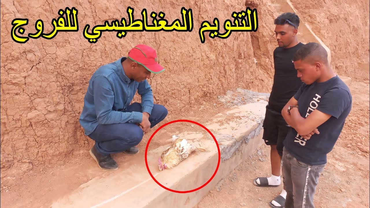 مع بطل تحدي الخوارق محمد خليل التنويم المغناطيسي للفروج