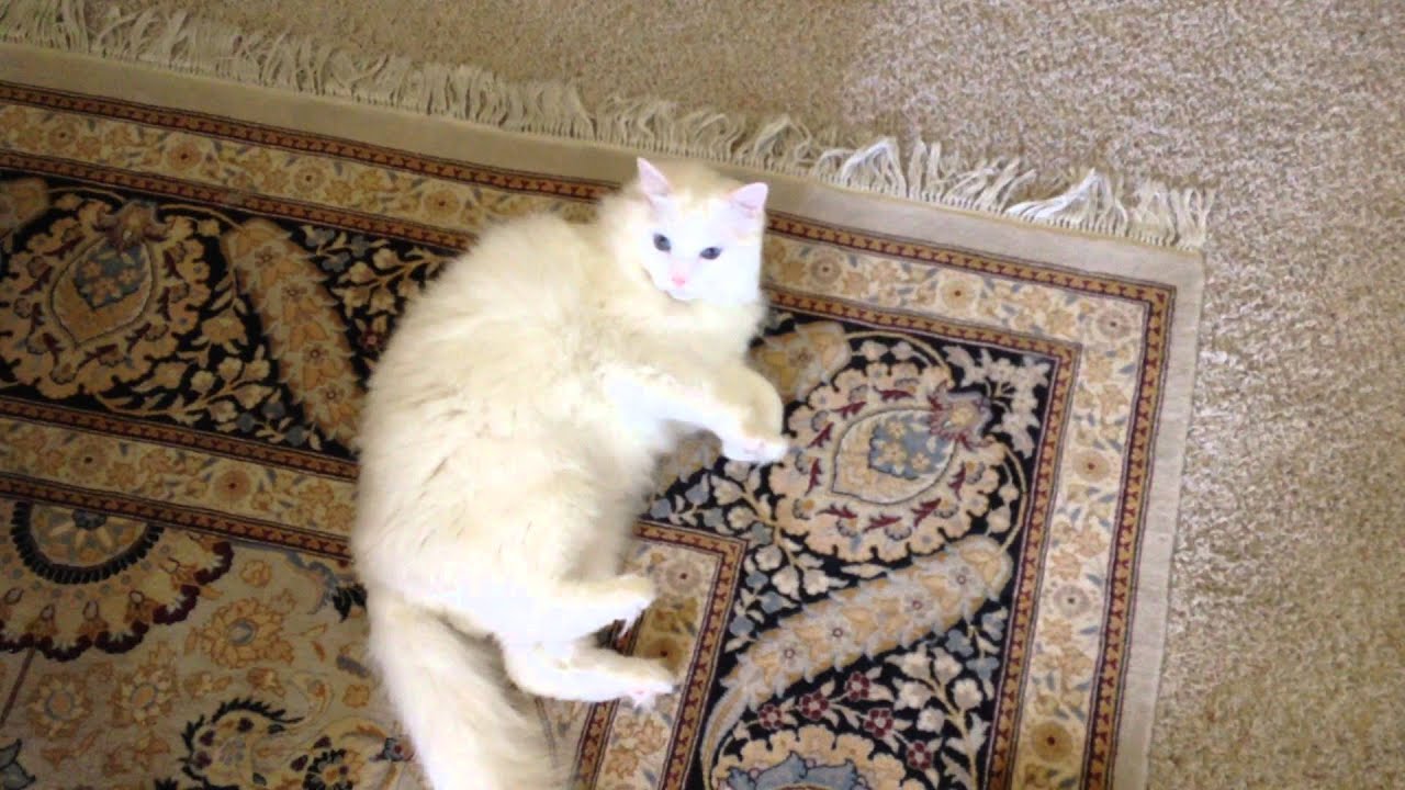 Boxing books with Sugarplum