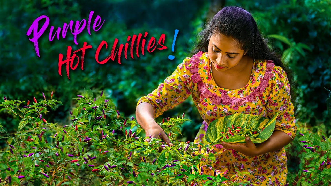 Деревенская девушка готовит вкусные блюда из перца чили