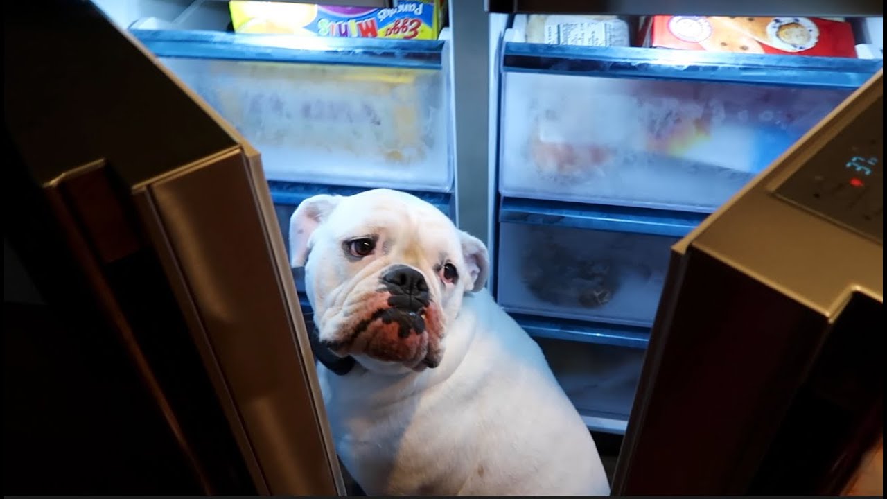 Scared Dog Hides in a Freezer (WK 291.6) | Bratayley